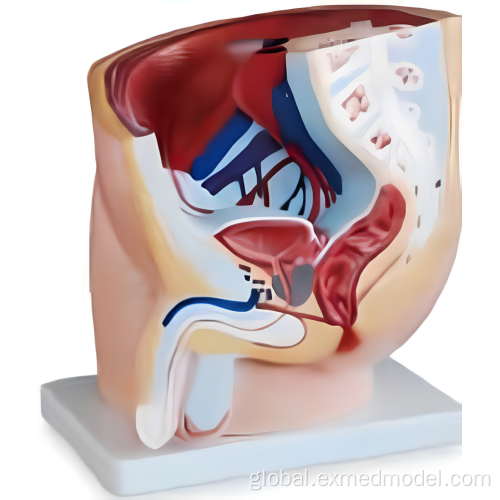 Human Ear Anatomy Model Sectional Model of Male Pelvis Supplier